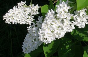 Iskolai étkezés – május