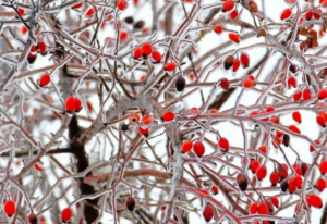 Iskolai étkezés – november